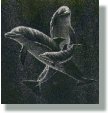Cetacean